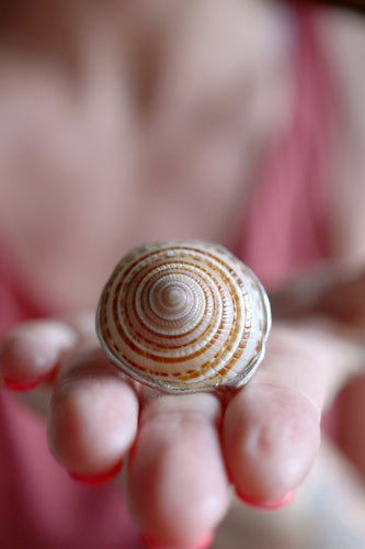 Anell de plata amb Cargola de mar.