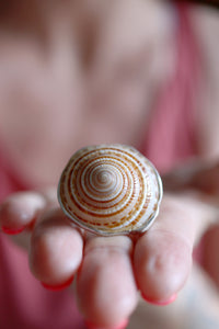 Anell de plata amb Cargola de mar.