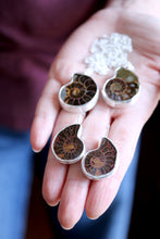 Arracades de plata amb Ammonit.